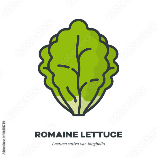 Romaine lettuce icon, filled outline style vector illustration
