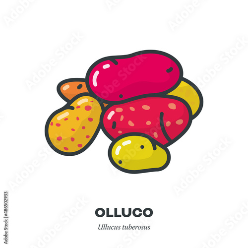 Variety of colourful Ullucus tubers vegetable vector line icon photo