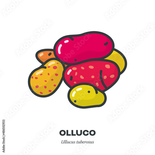 Variety of colourful Ullucus tubers vegetable vector line icon