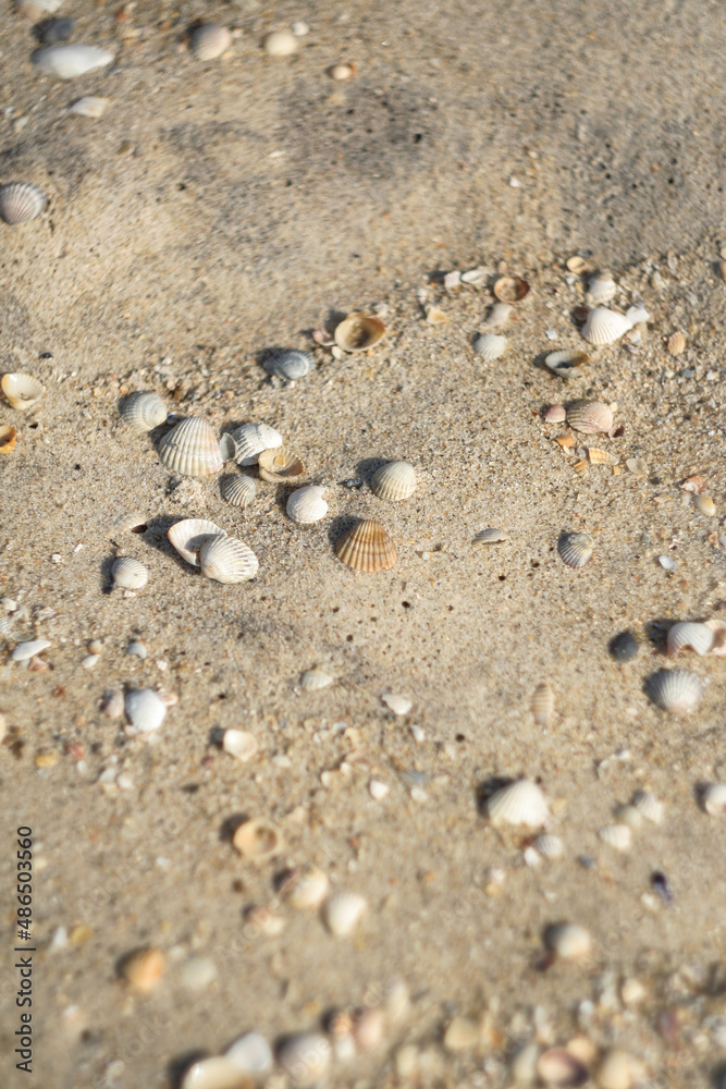 Shells on sand beach, selective focus. Sea sand and shells texture. Background of seashells and sea sand for a post, screensaver, wallpaper, postcard, poster, banner, cover, website Shells on sand beach, selective focus. Sea sand and shells texture. Background of seashells and sea sand for a post, screensaver, wallpaper, postcard, poster, banner, cover, website