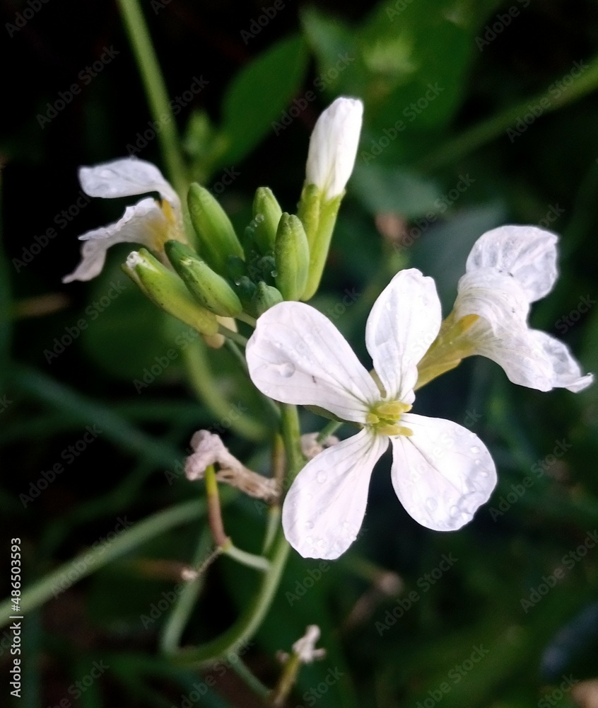 white flower