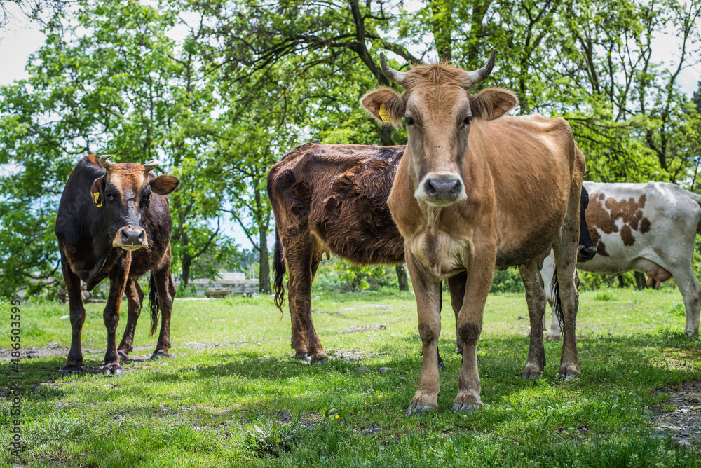 Fototapeta premium Brown cow standing on a field in grass. 