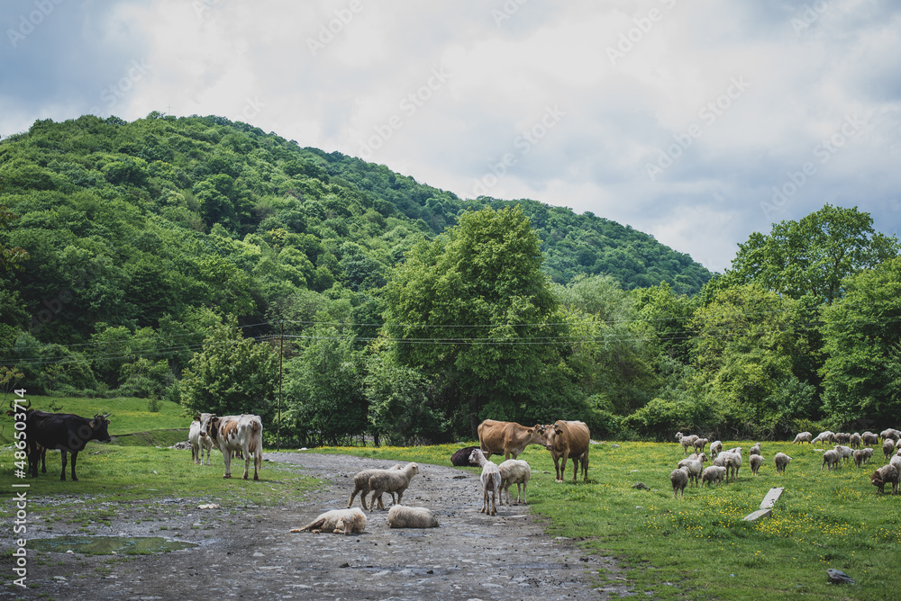 Obraz premium Flock of sheep on a field eating green grass. 