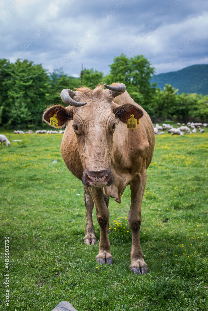 Fototapeta premium Brown cow standing on a field in grass. 