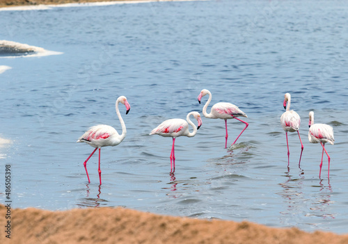 African flamingos in the lagoon