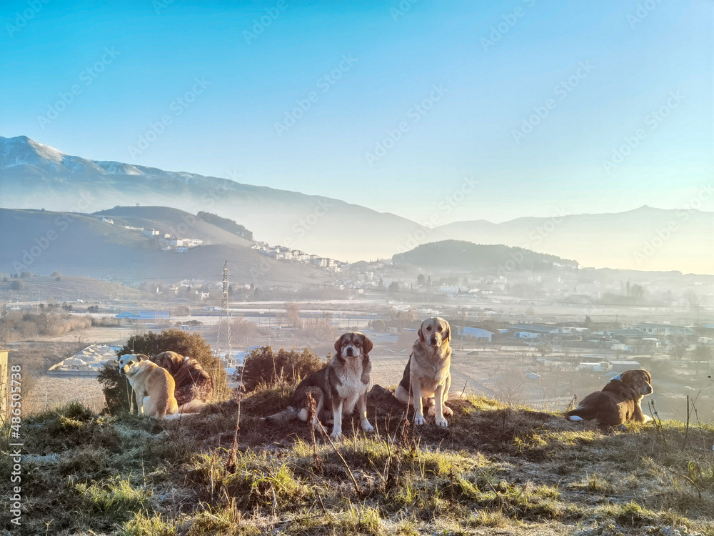 Naklejka premium dogs team gazin in the morning fog foggy sunrise in stavraki village ioannina greece