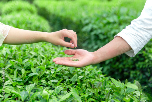 Fresh tea leaves in hands over tea bush on plantation © H stock