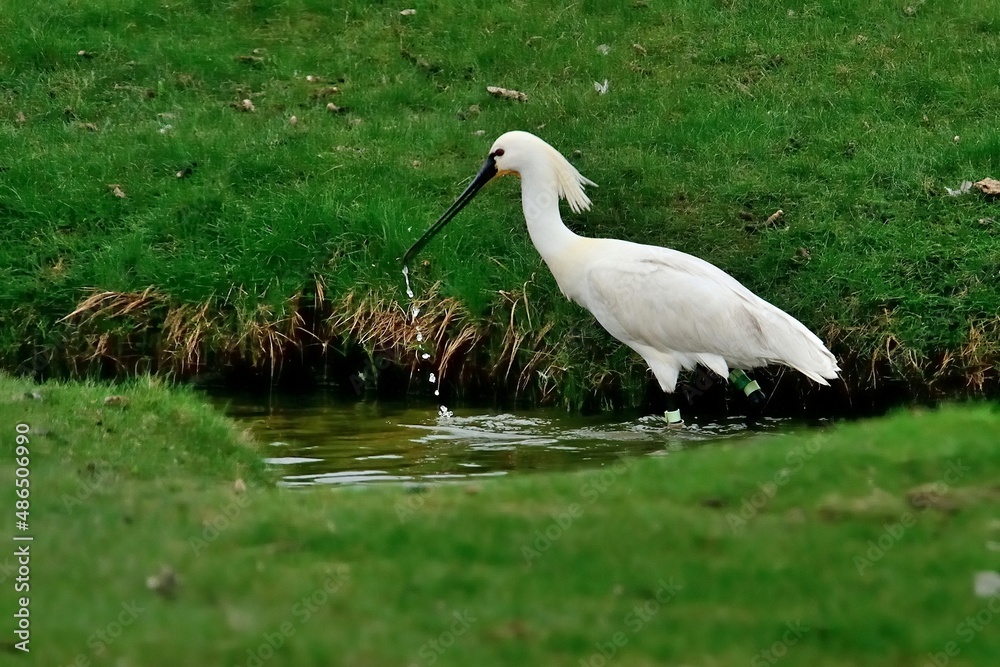 Obraz premium Ein Löffler (Platalea leucorodia) im einem Priel auf einer Insel.