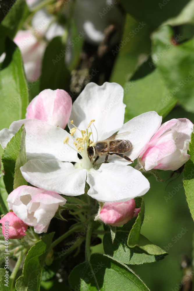 Fototapeta premium apple tree blooms in spring bee