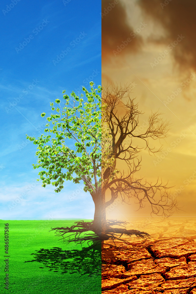 Climate change from drought to green growth. climate change withered earth. Global warming concept.A comparative picture of a dead tree and a tree as a concept of global environmental change. - obrazy, fototapety, plakaty 