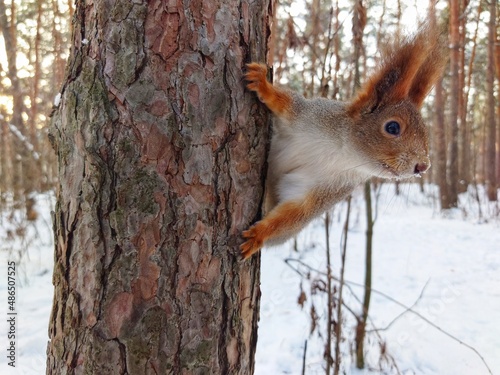 A curious european squirrel looks at the camera while hanging on a pine tree © IceCat