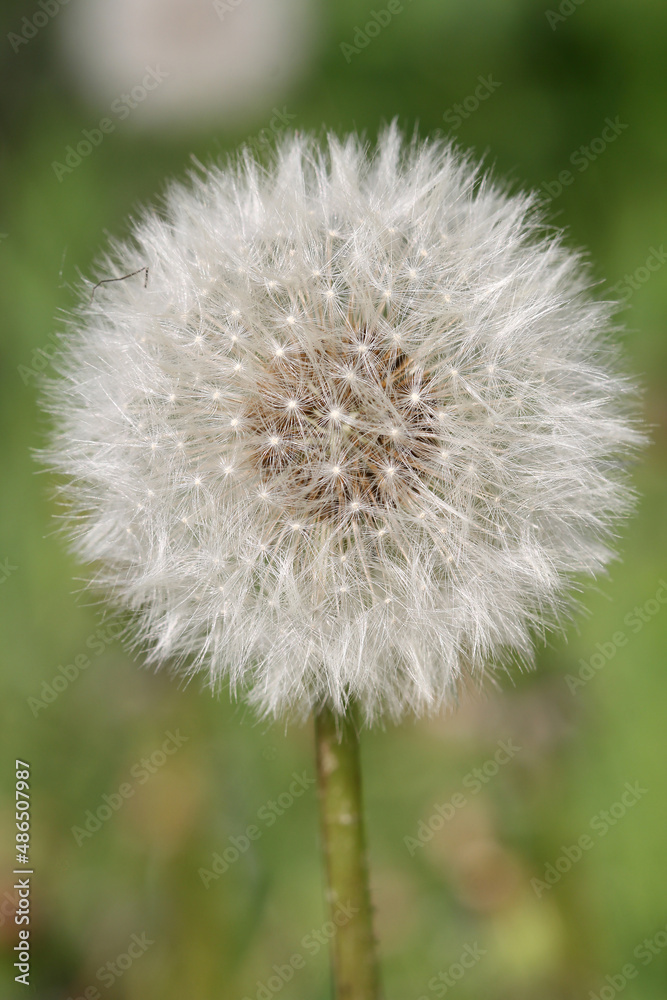 dandelion flowers faded summer seeds dandelion flowers faded summer seeds