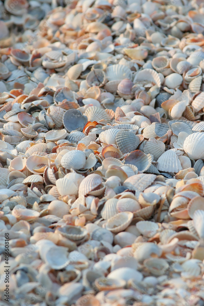 shells on the beach Azov sea summer