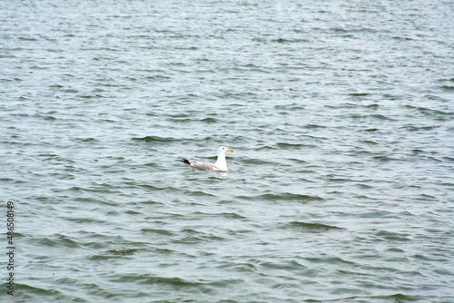 Sea of ​​Azov Ukraine Seagull