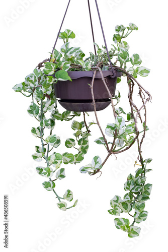 Peperomia scandens variegate or Cupid Peperomia hanging in brown plastic pot isolated on white background included clipping path. photo