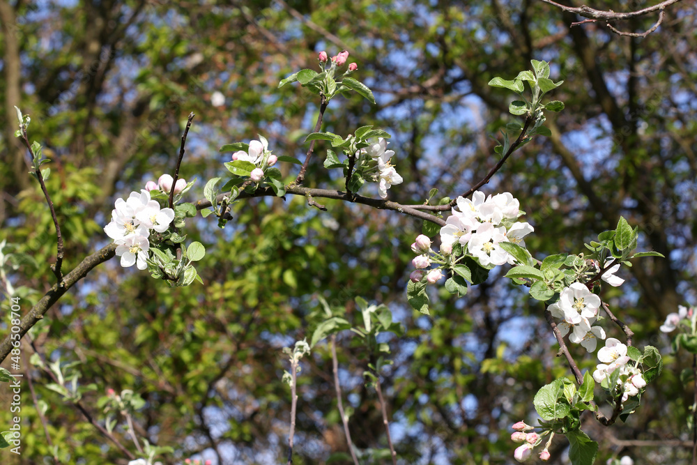 apple tree branch with spring flowersapple tree branch with spring flowers apple tree branch with spring flowersapple tree branch with spring flowers