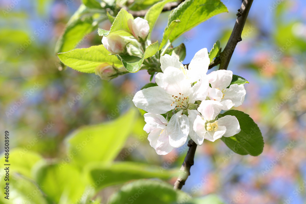 apple tree branch with spring flowers