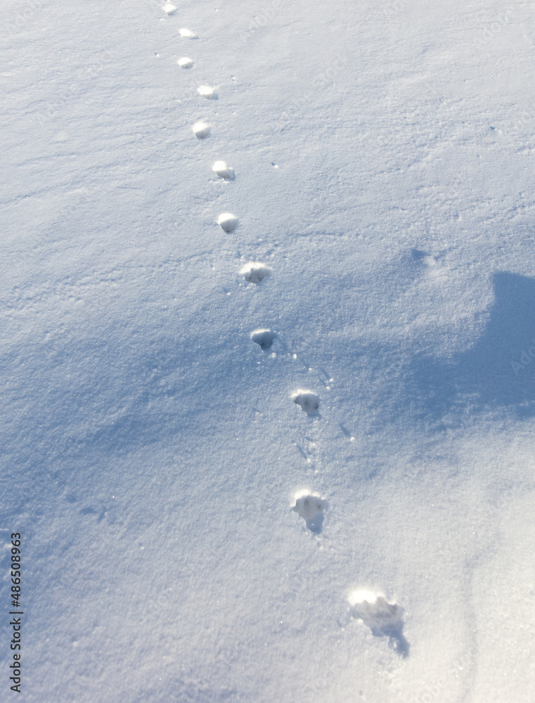 Cat footprints in the snow as a background. Cat footprints in the snow as a background.
