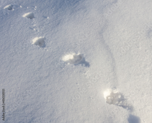 Cat footprints in the snow as a background.