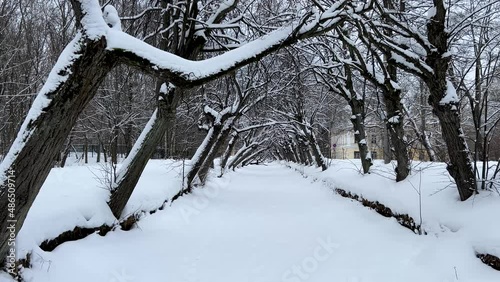 Wallpaper Mural A winter alley of trees bends over a frozen stream, silence and peace, snow lies on the trunks of trees. The prospect of a winter river. Torontodigital.ca