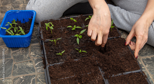 A woman prepares pepper seedlings in the ground for planting in a vegetable garden