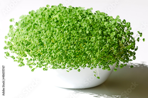 Chia microgreens, growing in a white bowl. Seedlings and green shoots of Salvia hispanica, a flowering plant in the mint family (Lamiaceae). Seedlings and young plants, used as garnish and for salads.
