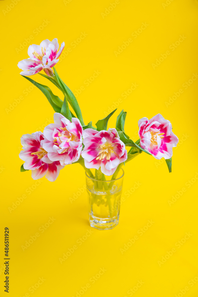 Beautiful spring flowers tulips in vase on yellow background. Festive concept with copy space. Beautiful spring flowers tulips in vase on yellow background. Festive concept with copy space.