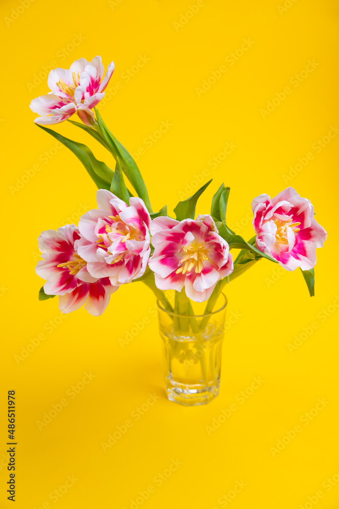 Beautiful spring flowers tulips in vase on yellow background. Festive concept with copy space. Beautiful spring flowers tulips in vase on yellow background. Festive concept with copy space.