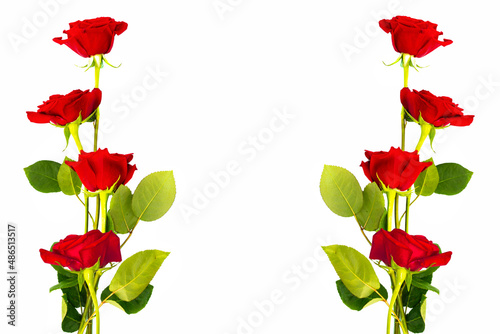 Five red roses on a white background. floral background