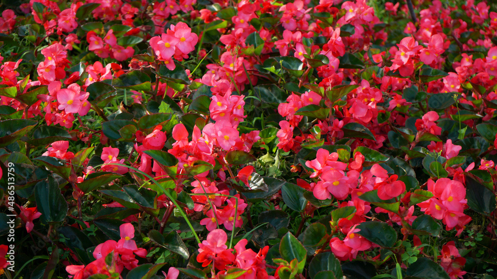 Close up of beautiful red flowers and green leaves, natural background. 