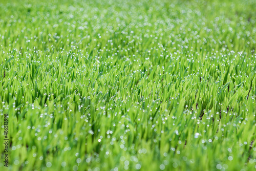 Young oats in the field. Juicy mowed green grass with dew drops in the soft morning light. Blurry background.