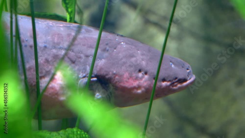 Electric Eel Close-up Electrophorus Electricus