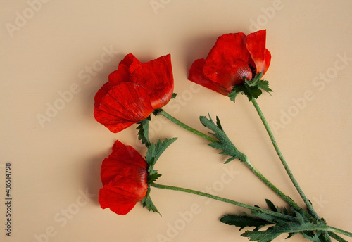 poppy flower, red poppy, garden poppy, frame, background, garden plants flowers, place for text