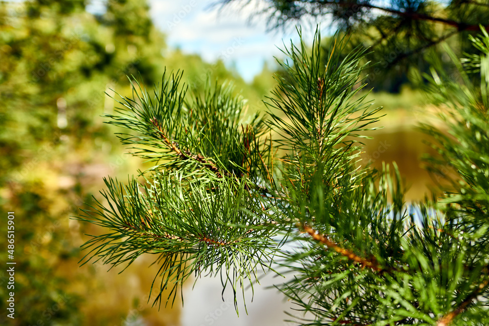 fir branch fir branch
