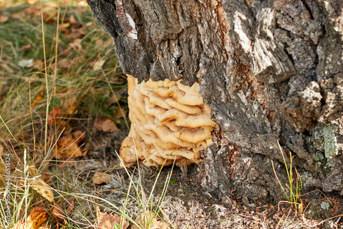 wood mushroom