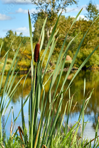 reed