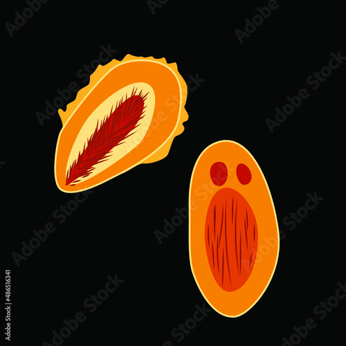 Group of Verrucomicrobia on black background, vector illustration photo