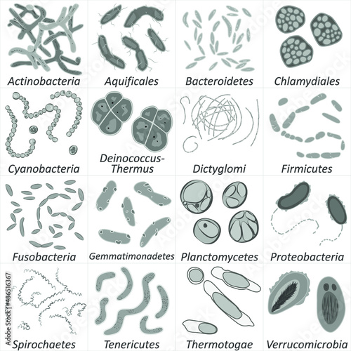 Set of different types of bacterias, black and white vector illustration photo