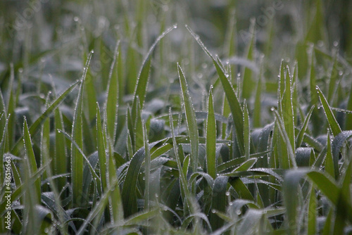 dew drops on grass in the morning