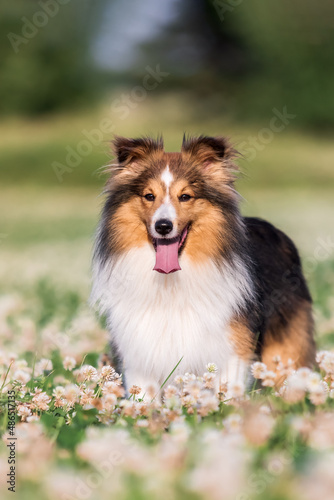 Adorable dog in blooming. Dog with flowers. Bright and positive spring or summer pet concept