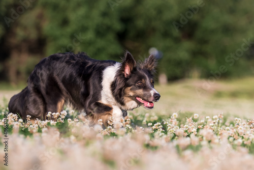 Foto Pure breed border collie dog herding on a summer day