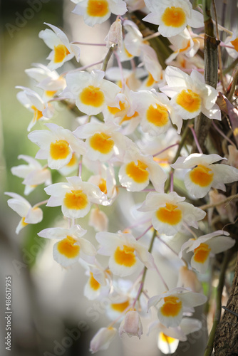white wild orchid plant flower