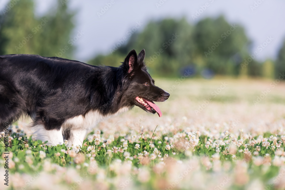 Pure breed border collie dog herding on a summer day. Dog at work. Working breed dog