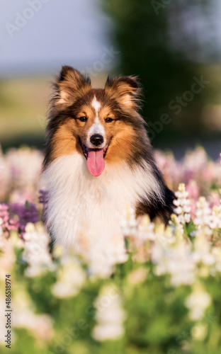 Adorable dog in blooming. Dog with flowers. Bright and positive spring or summer pet concept