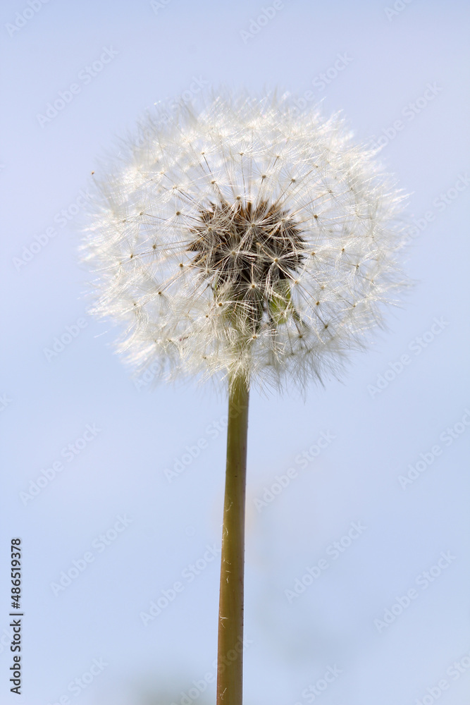 dandelion flower with seeds on sky background
