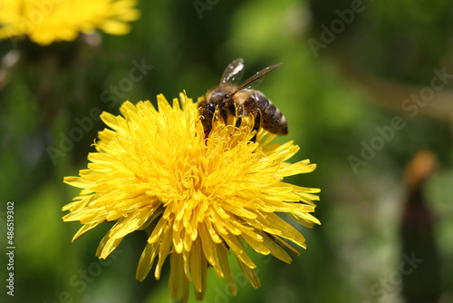 yellow dandelion flower with bee on meadow background