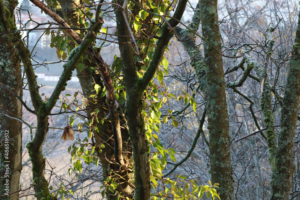 Fototapeta premium Trees with ivy in winter time