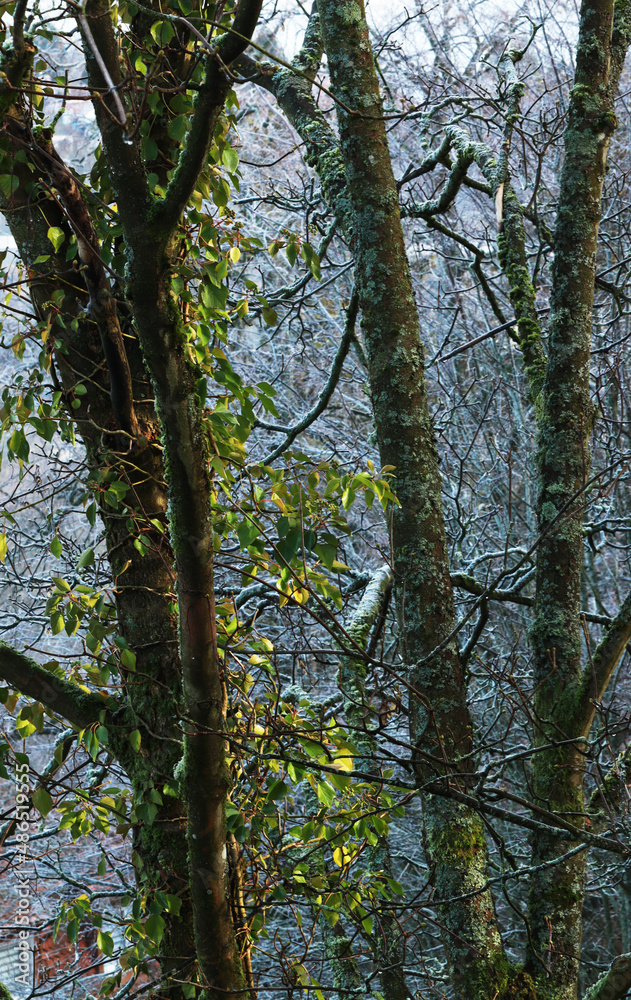 Fototapeta premium Trees with ivy in winter time