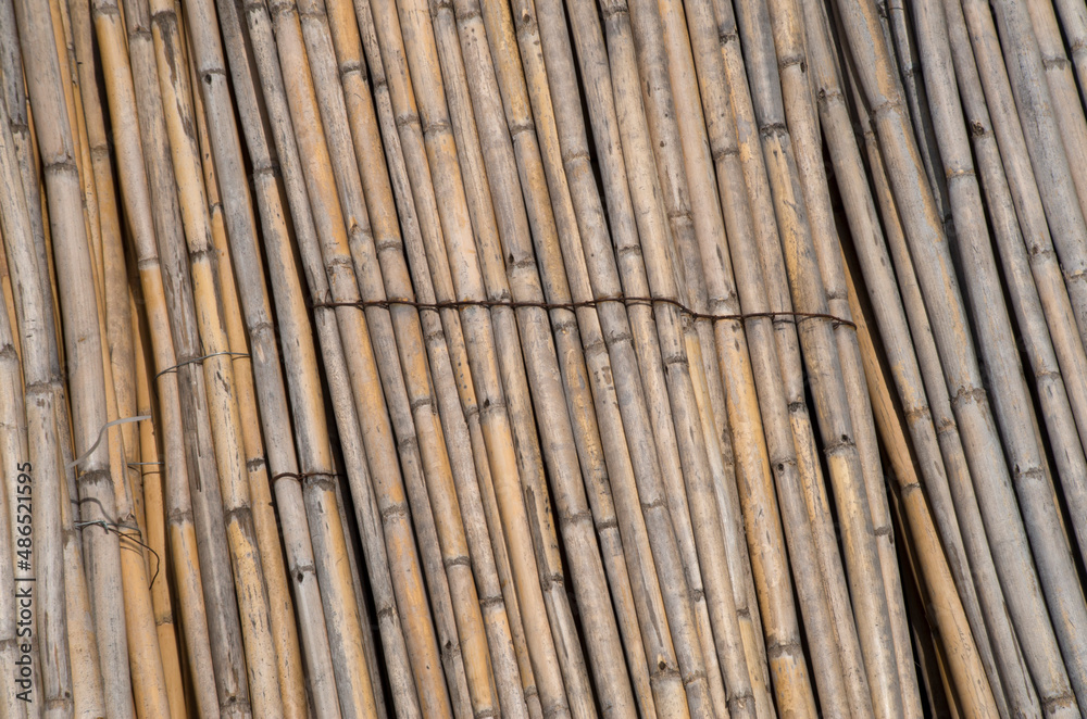 Many dry sheaves bamboo close