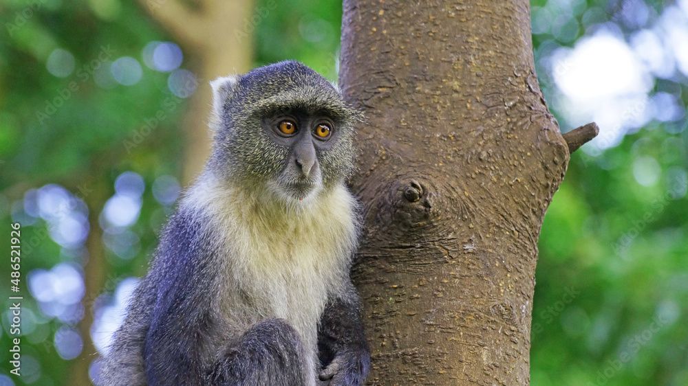 Obraz premium Blue monkeys spend time playing and searching for food in the forests of Kenya. Rare animals in Nairobi Park